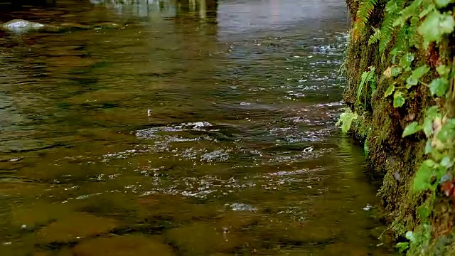 雨中小溪哥伦比亚河峡谷俄勒冈奥尼塔峡谷93视频素材