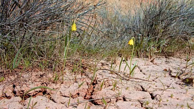 春天萨顿山约翰戴大盆地高沙漠哥伦比亚高原视频素材