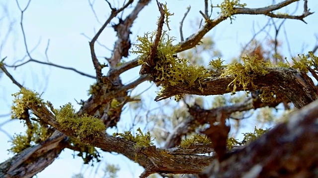 在一个扭曲的树枝上的地衣细节的杜松木和天空春天萨顿山约翰戴大盆地高沙漠哥伦比亚高原视频素材