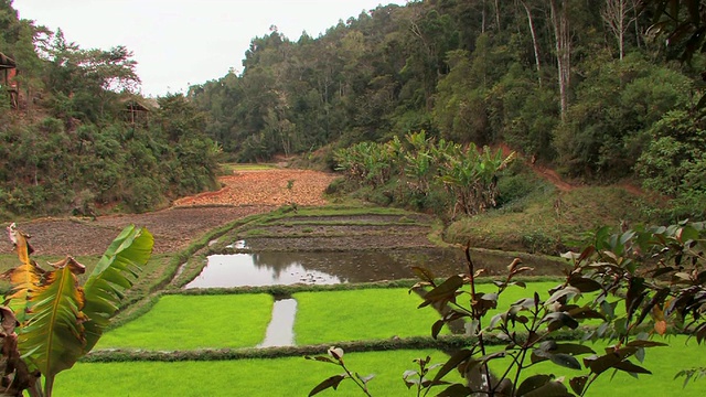 马达加斯加Toamasina省Anjozorobe，山坡上的稻田和草茅屋，前景中的香蕉棕榈树视频素材