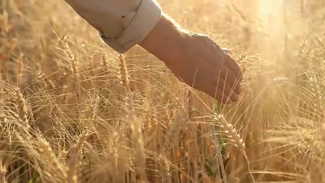 高清慢镜头:农民触摸小麦视频素材