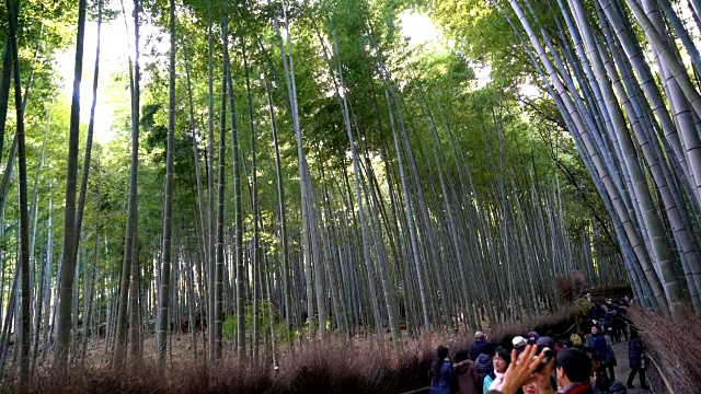 岚山竹林里挤满了人视频素材