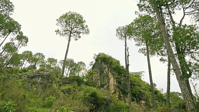 印度喜马偕尔邦索兰的松树和岩石。视频素材