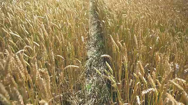 近距离大麦作物田视频素材