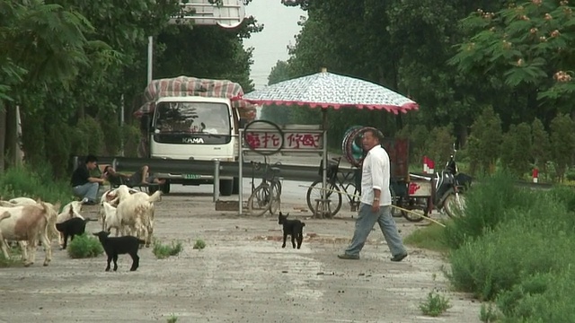 中国苏北，农民和一群山羊穿过乡村公路视频素材