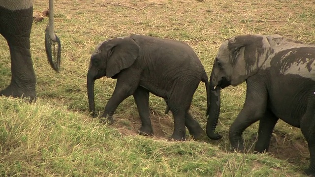 三只非洲象(Loxodonta africana)爬上山坡，肯尼亚马赛马拉视频素材