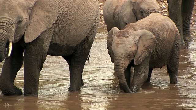 CU，非洲象(Loxodonta africana)在肯尼亚马赛马拉河边饮水视频素材