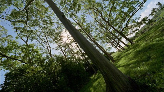 POV, LA，穿过树林，毛伊岛，夏威夷，美国视频素材