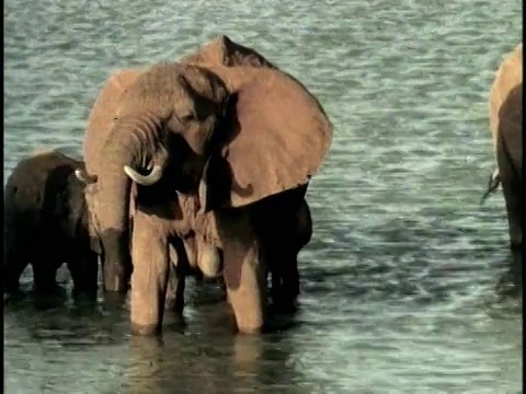 MS，复合，一群非洲象(Loxodonta africana)在水坑，察沃国家公园，肯尼亚视频素材