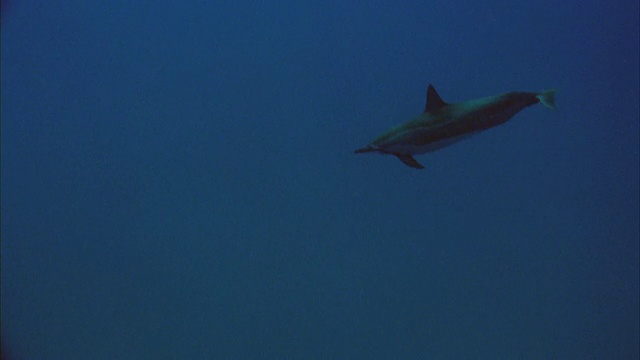 WS，水下视图夏威夷飞旋海豚(Stenella longirostris longirostris)游泳在海洋，马卡哈，夏威夷，美国视频素材