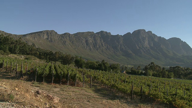 WS PAN葡萄园与Franschhoek山背景，Franschhoek，西开普省，南非视频下载