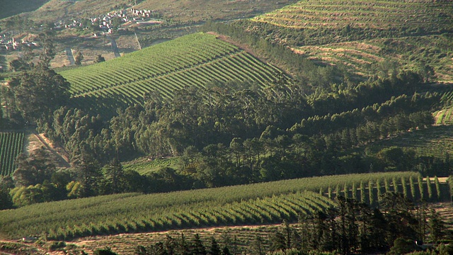 在山坡上的葡萄园，Franschhoek，西开普省，南非视频下载