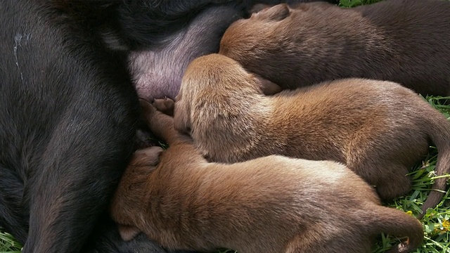 CU母犬喂养幼犬/桑德兰，佛蒙特，美国视频素材