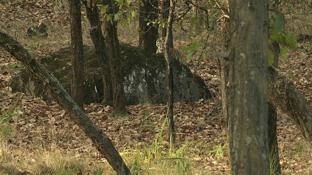 孟加拉虎(Panthera tigris tigris)在森林中观看奇特尔鹿(轴线)在前景/班德哈瓦加国家公园，中央邦，印度视频素材