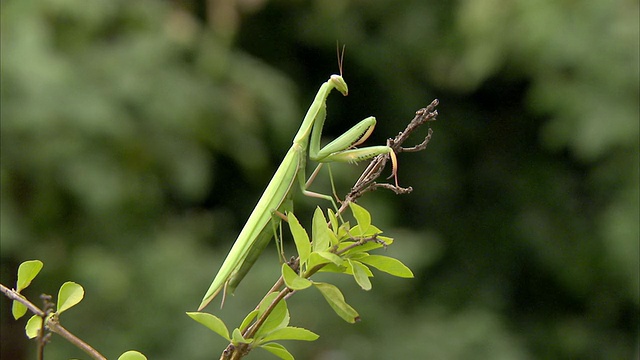 WS巨型非洲螳螂(绿色Sphodromantis viridis)坐在小树枝上/约翰内斯堡，豪登省，南非视频素材