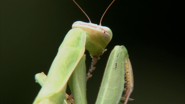 CU巨型非洲螳螂(Sphodromantis viridis)修饰/约翰内斯堡，豪登省，南非视频素材