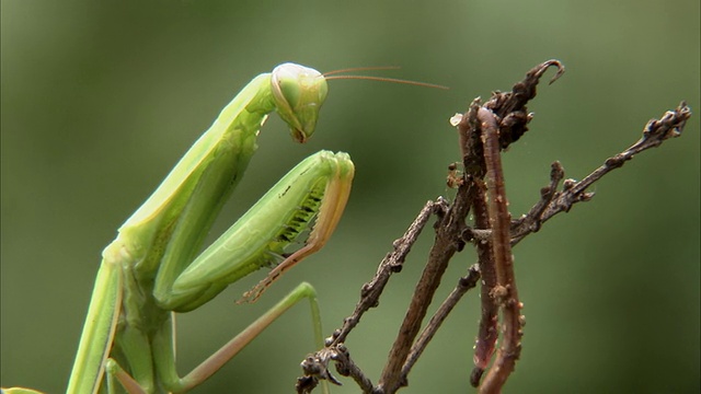 MS Giant African Mantis (Sphodromantis viridis)攻击和吃虫在小树枝/约翰内斯堡，豪登省，南非视频素材