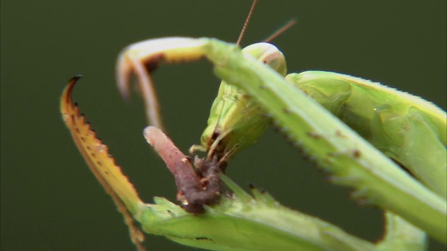 CU聚焦巨型非洲螳螂(Sphodromantis viridis)吃蠕虫/约翰内斯堡，豪登省，南非视频素材