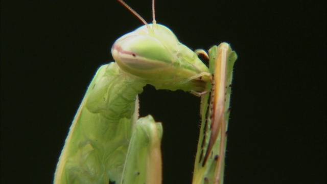 CU巨型非洲螳螂(Sphodromantis viridis)修饰/约翰内斯堡，豪登省，南非视频素材