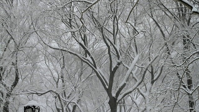 MS TD人撑伞穿过中央公园在雪/纽约城市，美国纽约视频素材