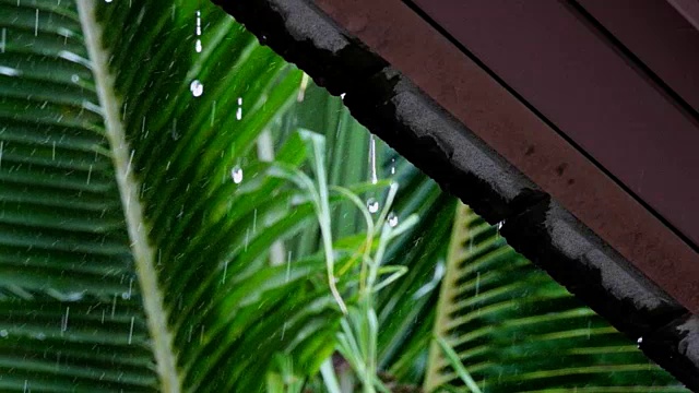 热带国家下雨，高清慢镜头。视频素材