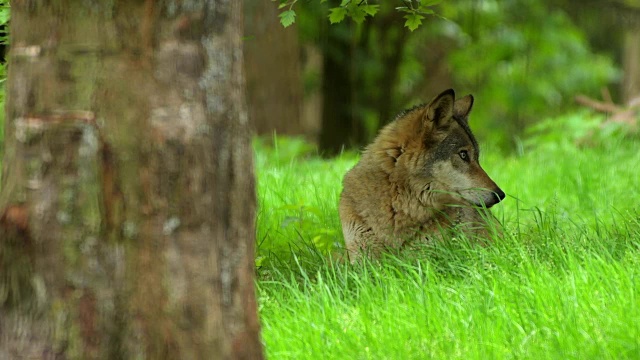 狼，犬类狼疮，说谎视频素材