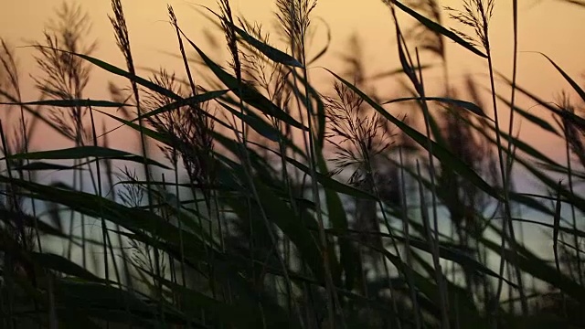 海日落与干草视频素材