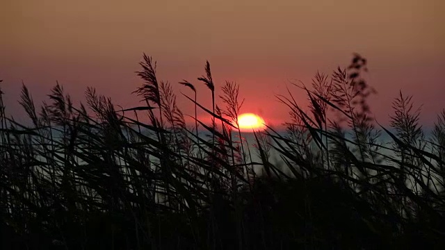 海日落与干草视频素材