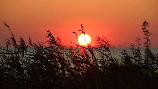 海日落与干草视频素材