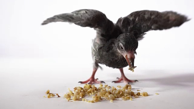 一只饥饿的小鸟在一个白色的背景跑到谷物和吃4K。视频素材