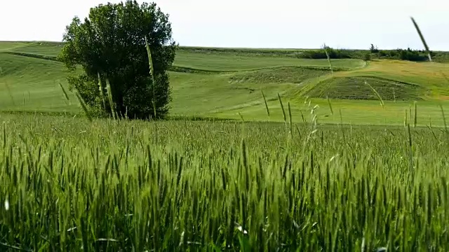 农业小麦和土耳其小麦耕地，麦田，绿小麦穗视频素材