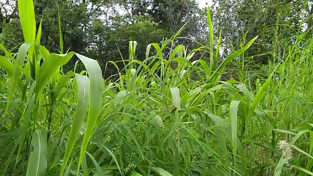 美丽的低角度视角，郁郁葱葱的绿色自然。视频下载