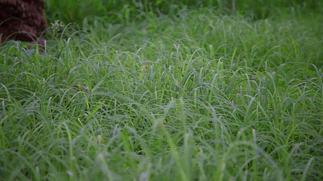 滑动相机在草地上与白蝴蝶视频素材