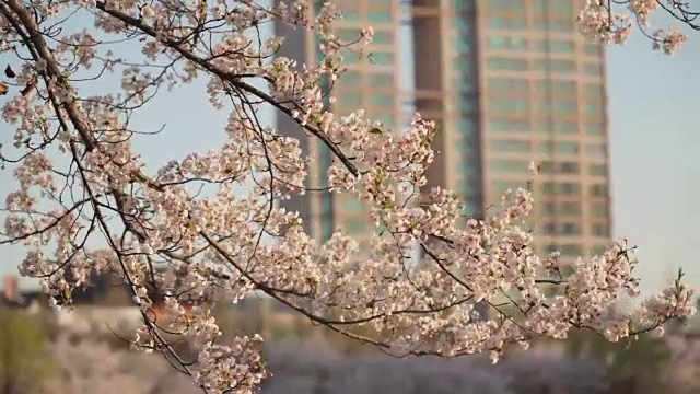 近距离观看韩国的樱花树视频素材