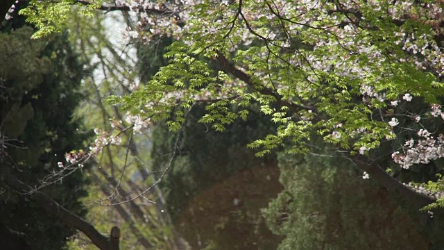 近距离观看韩国树上盛开的花朵视频素材