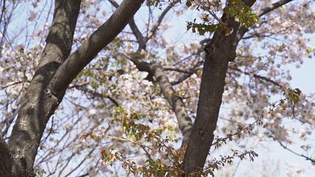 韩国风景优美的樱花，角度低视频素材