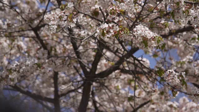 樱花树在韩国，柔焦点视频素材