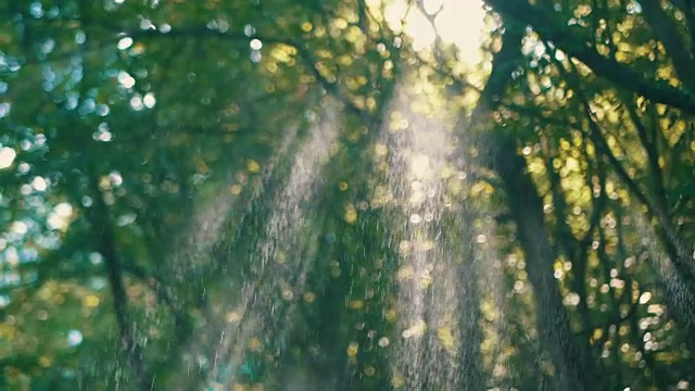 夏日阳光明媚的森林里，雨滴落在阳光下视频素材