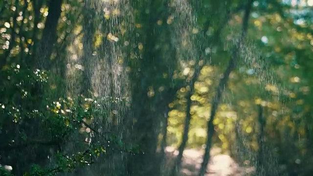 夏日阳光明媚的森林里，雨滴落在阳光下视频素材