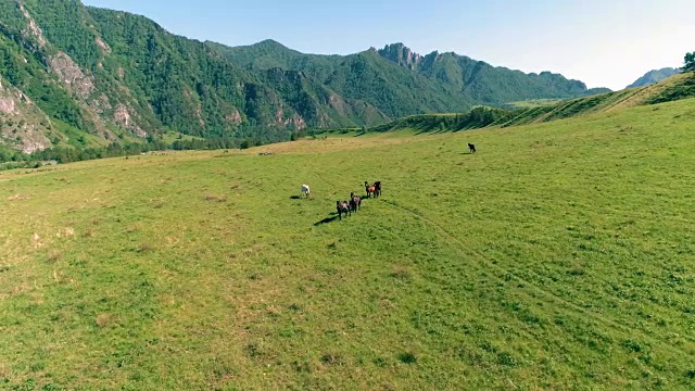 飞过草地上的野马群。春天山野自然。自由生态概念视频素材