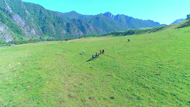 飞过草地上的野马群。春天山野自然。自由生态概念视频素材