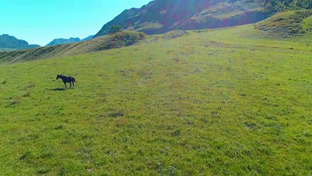 飞过草地上的野马群。春天山野自然。自由生态概念视频素材