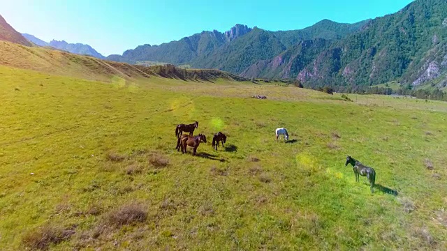 飞过草地上的野马群。春天山野自然。自由生态概念视频素材