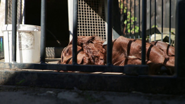 花园中的可卡犬视频素材