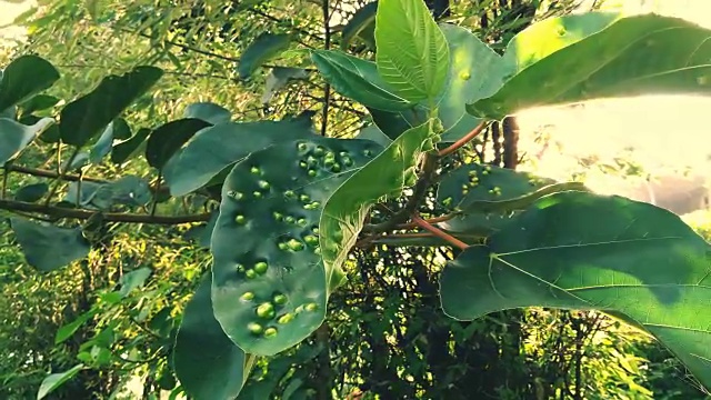 常见的真菌疾病影响树木和植物。视频下载