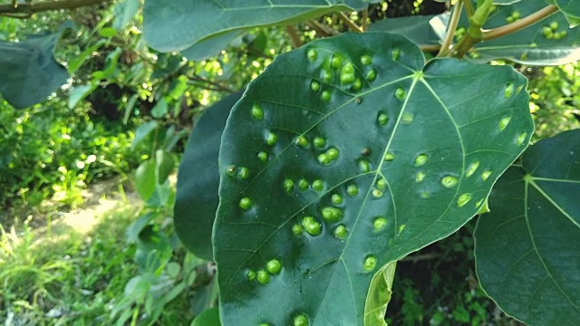 常见的真菌疾病影响树木和植物。视频素材