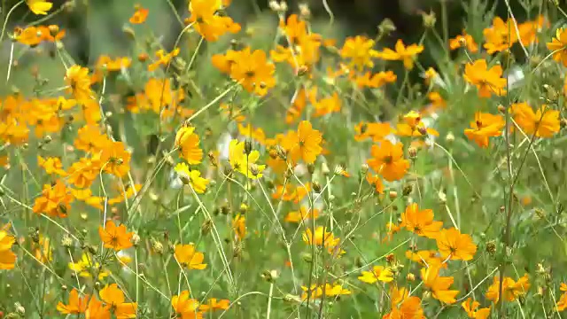 风中的黄宇宙花视频素材