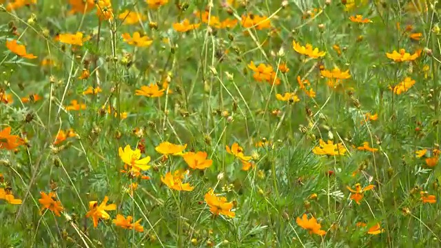 风中的黄宇宙花视频素材