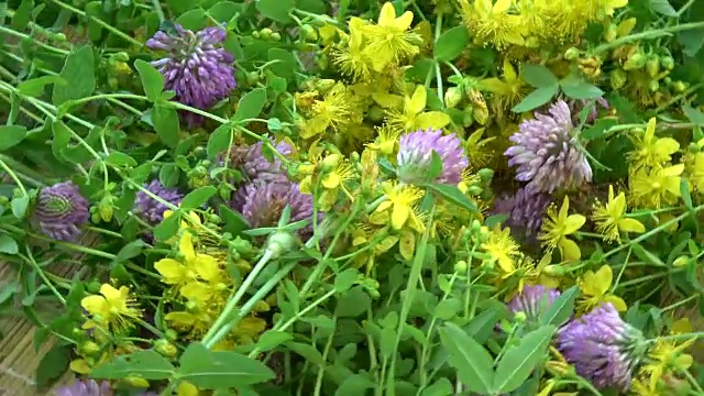 药草花旋转背景视频素材