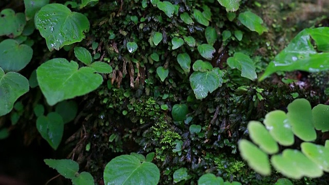 自然苔藓蕨类在热带雨林地区的瀑布自然公园。视频素材